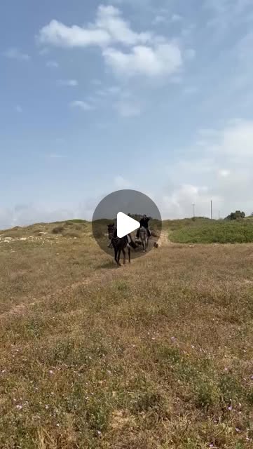 Reel Instagram de Jamal Cavalier — sortie à cheval